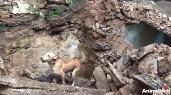 崩壊した家屋の下敷きになった子犬を助けたい母犬が人間に助けを求め 共に瓦礫を掘り起こす救出物語 インド カラパイア 崩壊した家屋の下敷きになった子犬を助けたい母犬が人間に助けを求め 共に瓦礫を掘り起こす救出物語 インド カラパイア