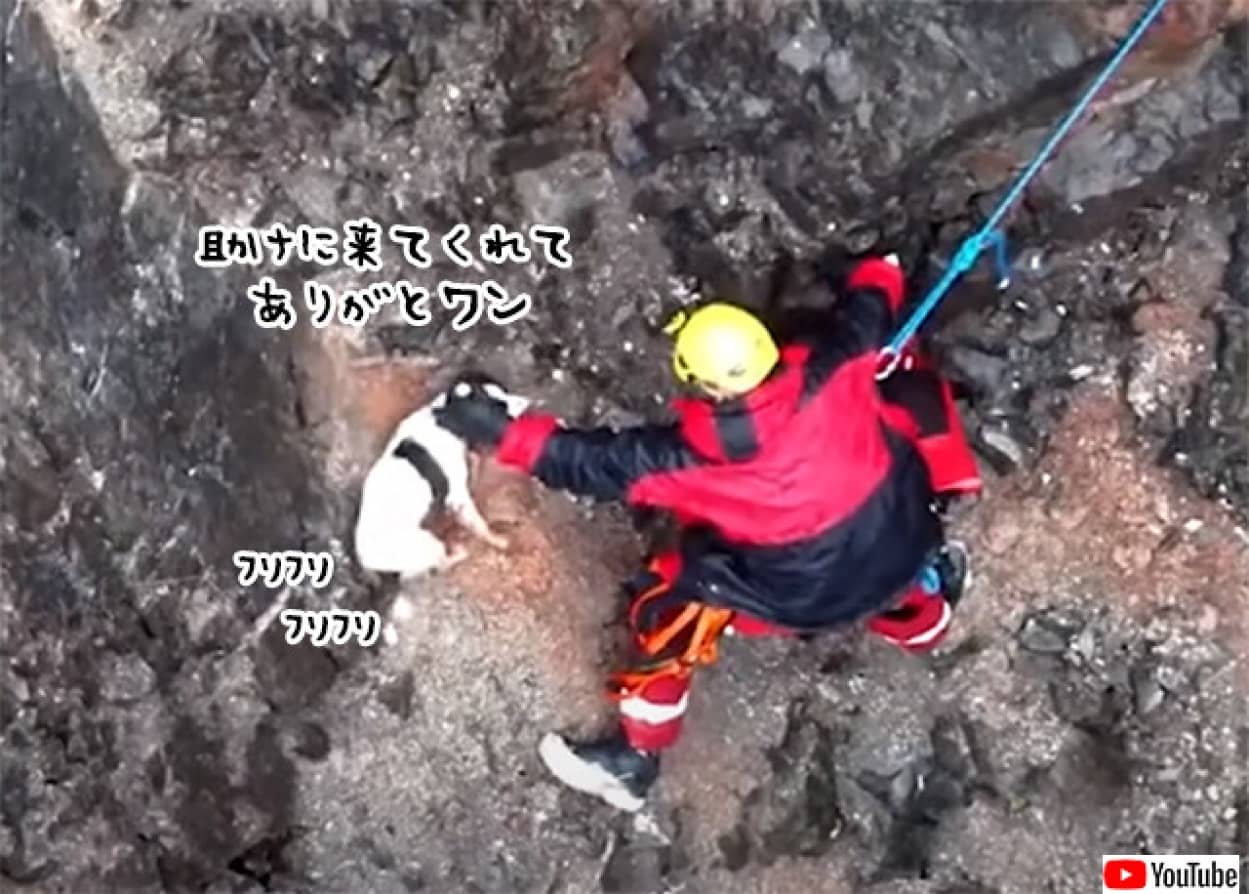 崖に転落した犬、助けに来た救助隊員に全力で尻尾ふりふり