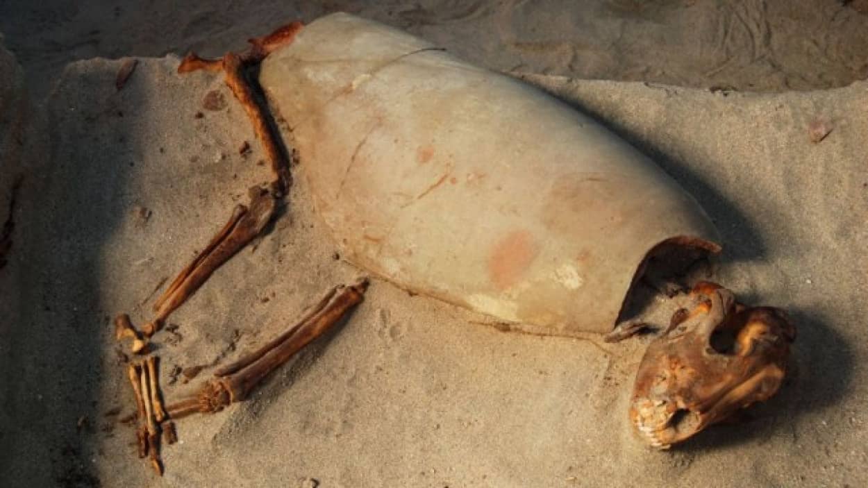 世界最古と思われる2000年前のペット墓地が発見される
