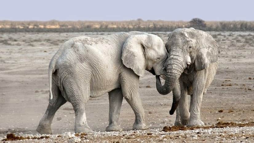 elephants-1170108_640