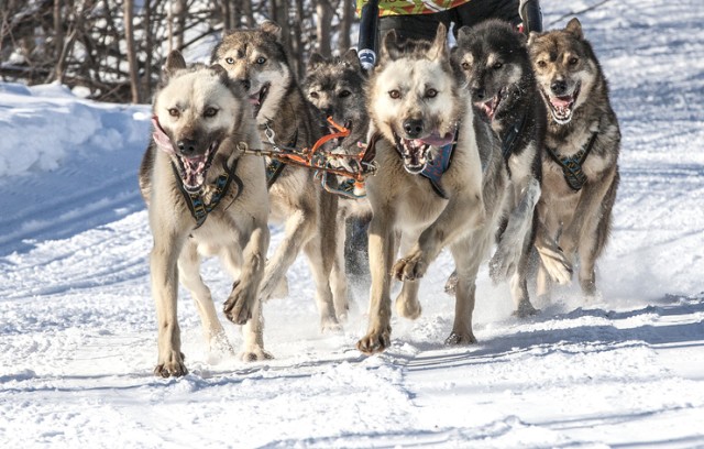 シベリアンハスキーの犬ぞり