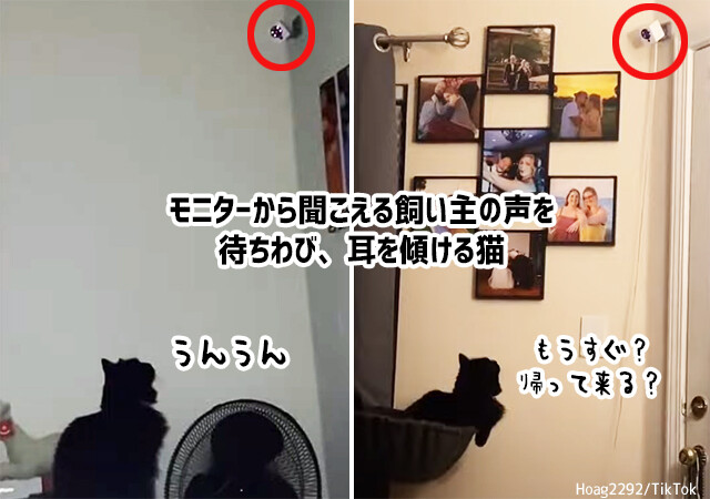 まだかにゃまだかにゃ？モニターカメラからパパの声が聞こえると猛ダッシュで近づく猫