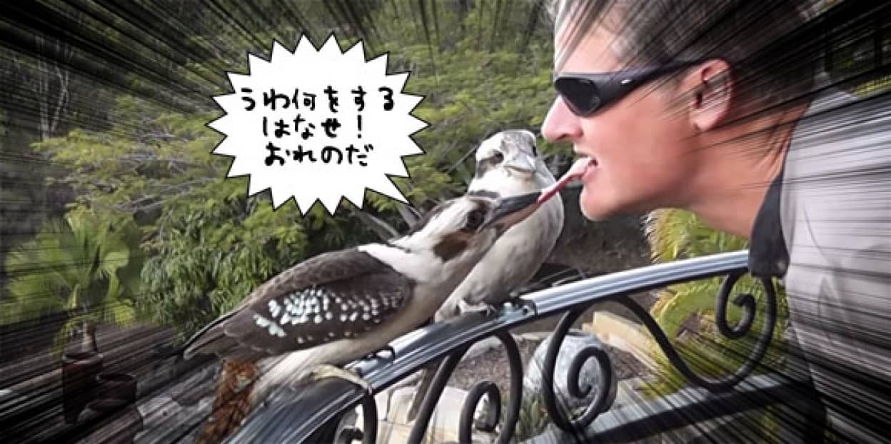 うわ何をする離せ ワライカワセミと対等にエサをとりあう男 その目的は カラパイア うわ何をする離せ ワライカワセミと対等にエサをとりあう男 その目的は カラパイア