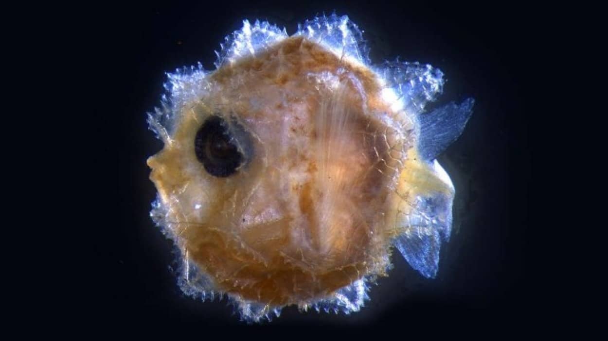 あらやだかわいい 巨大マンボウの稚魚は丸くて小さくて指先よりも小さかった カラパイア