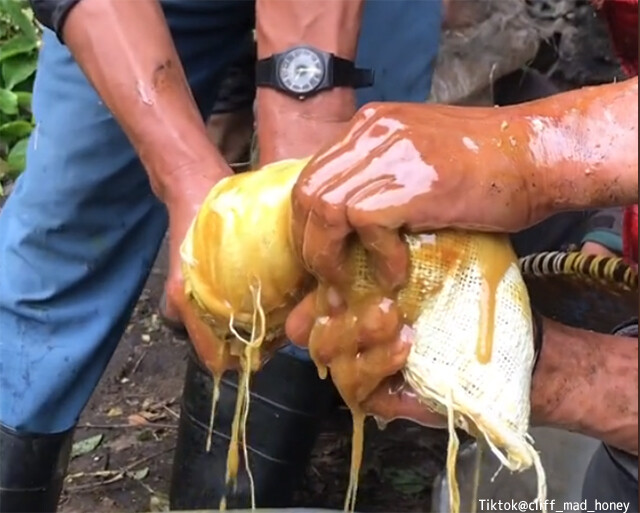 植物の毒性物質がはちみつを狂気に変える。恐ろしい幻覚症状を引き起こす恐ろしい「マッドハニー」