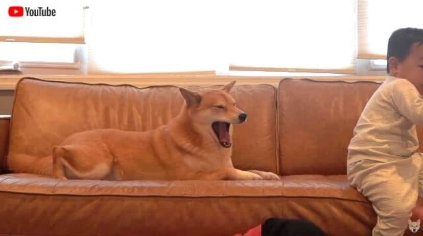 お願い 少しは心配してよ 柴犬ハルさんの前で倒れたふりをしてみた結果 カラパイア