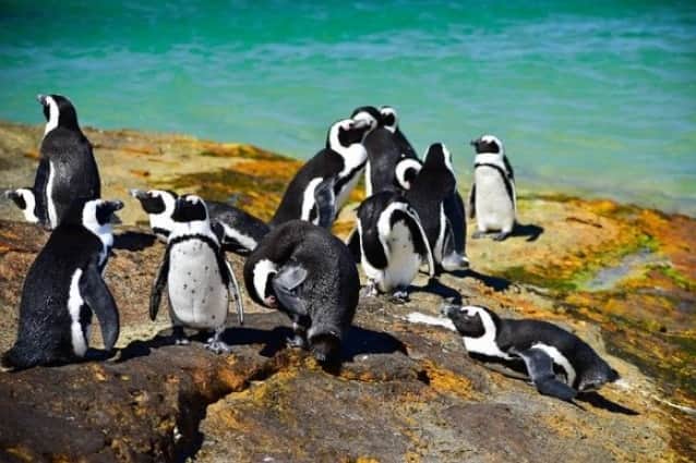 ペンギンは人間と同じように話す その鳴き方は人間と同じ言語法則だった フランス イタリア共同研究 カラパイア ペンギンは人間と同じように話す その鳴き方は人間と同じ言語法則だった フランス イタリア共同研究 カラパイア
