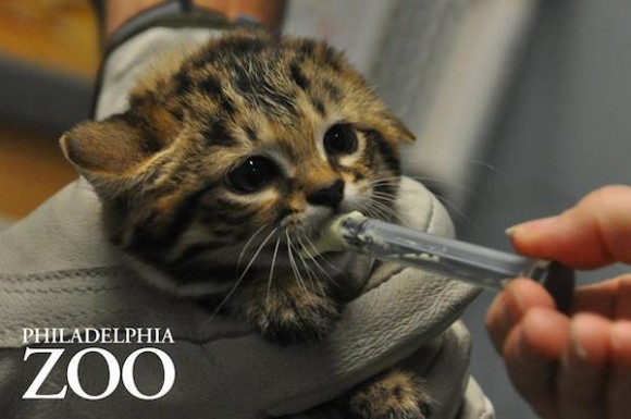 ニヤニヤが止まらない 世界最小クラスの猫 クロアシネコの赤ちゃんが一般公開に 米フィラデルフィア動物園 カラパイア