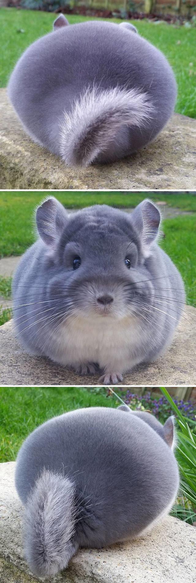 トガった心がまん丸くなる みんな球体まんまる動物たち カラパイア トガった心がまん丸くなる みんな球体まんまる動物たち カラパイア