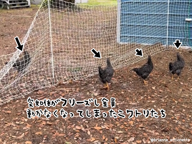 鳥マトリックス？ニワトリたちの動きが突如止まってしまう驚きの光景。その理由とは？