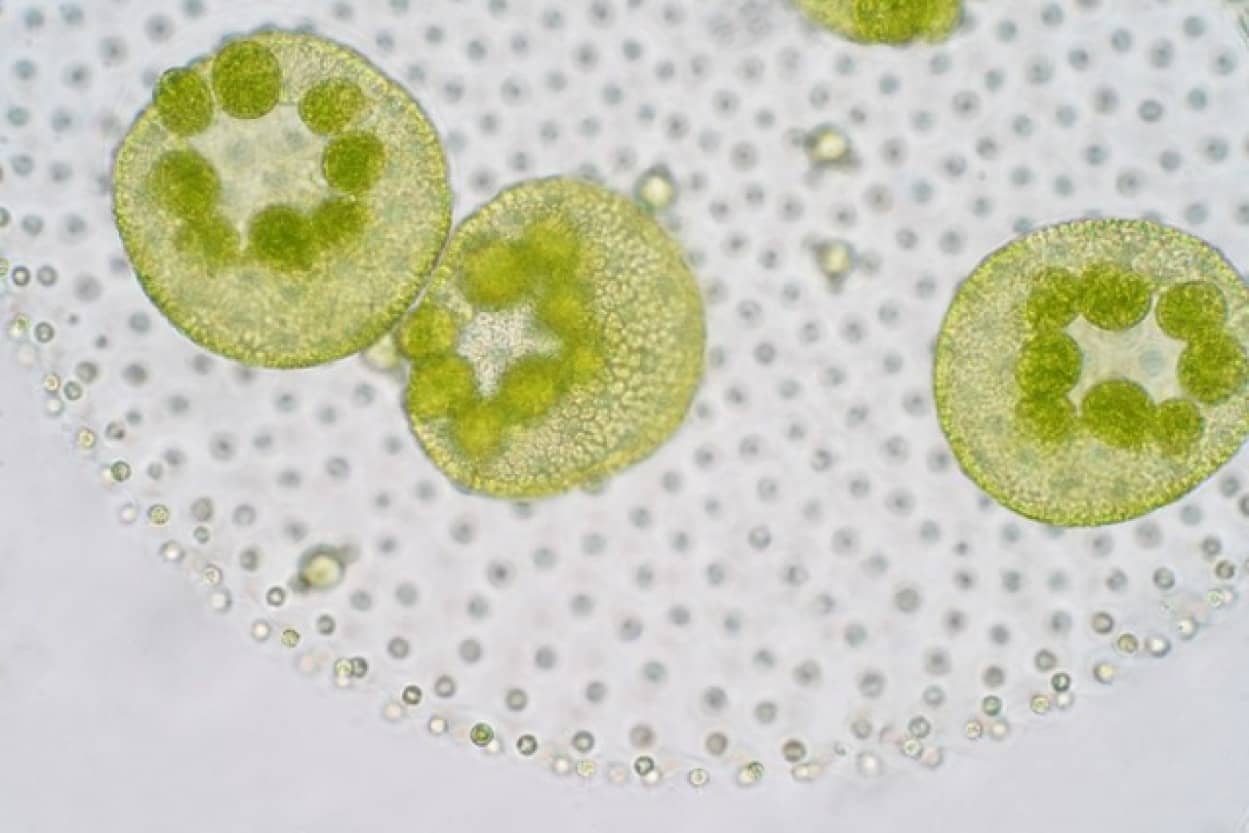 第三の性別を持つ藻類が発見される
