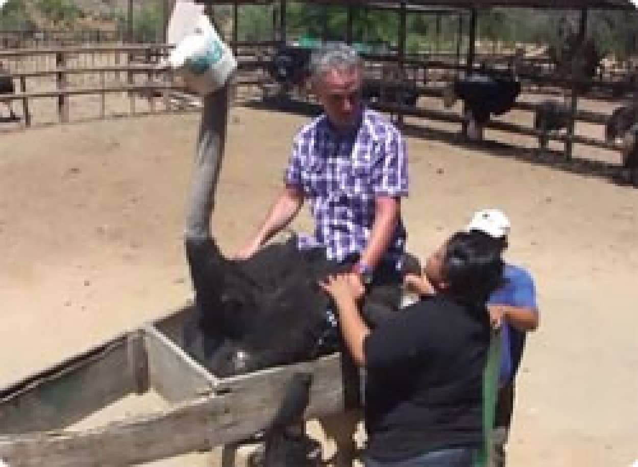 ダチョウの正しい乗り方レッスン ダチョウも結構大変なんだ カラパイア
