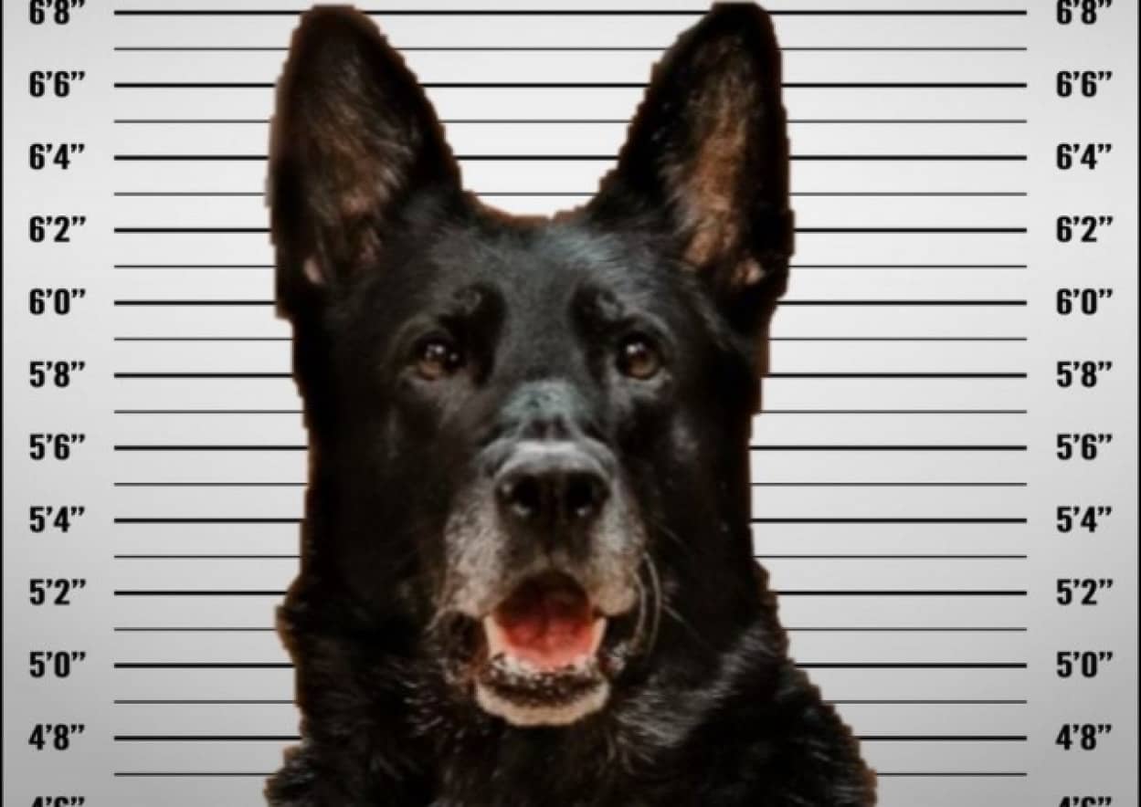 警察署の窃盗事件で警察犬が容疑者に