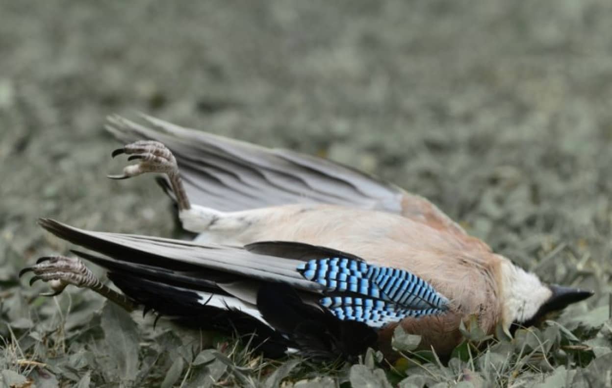 アメリカ各地で原因不明の病気による鳥の大量死が発生中