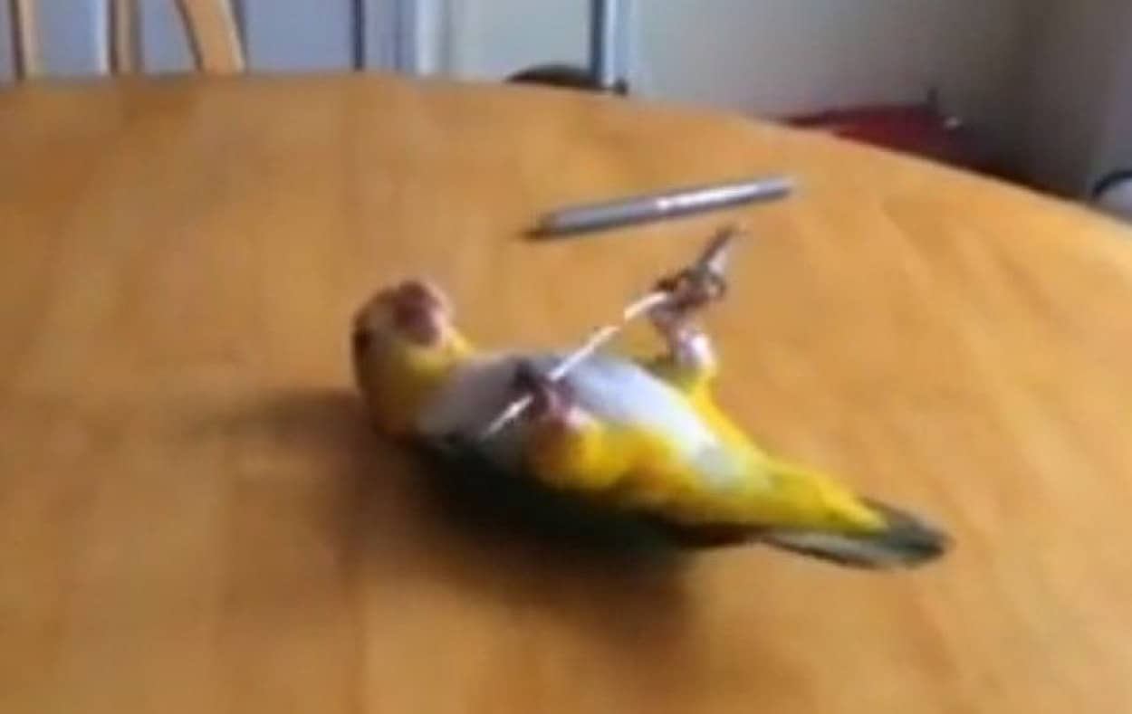 なんでみんなこの楽しさがわからんのやろなー スプーンが大好きなシロハラインコ カラパイア