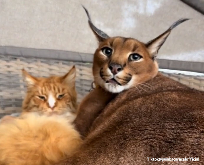 ワイルドなカラカルのイエネコに対する愛情がすごい。飼い主が近づいただけでキシャーッ！