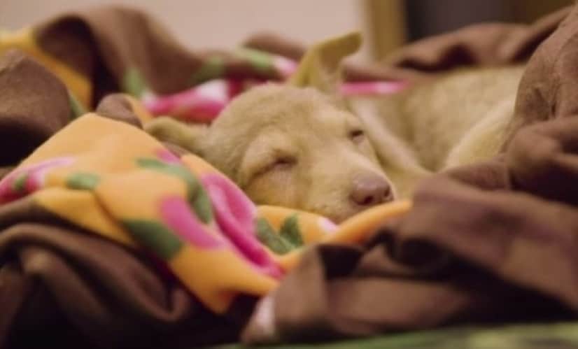 dog4_e