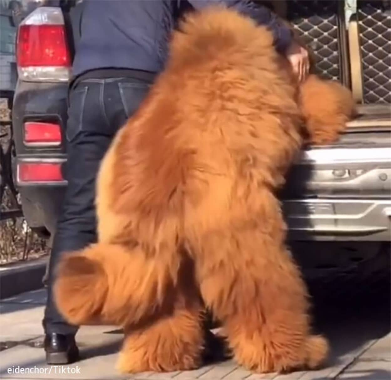 巨大なチベタン・マスティフ、重さ136キロで熊のよう