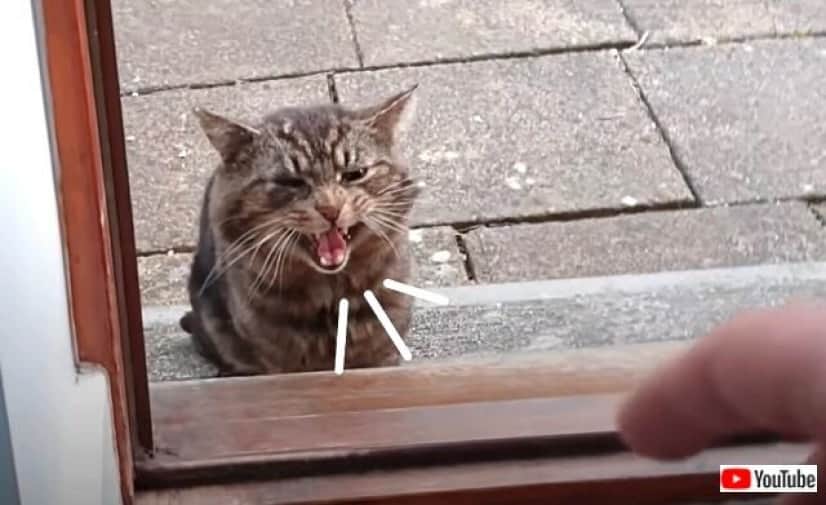 straycat4_640