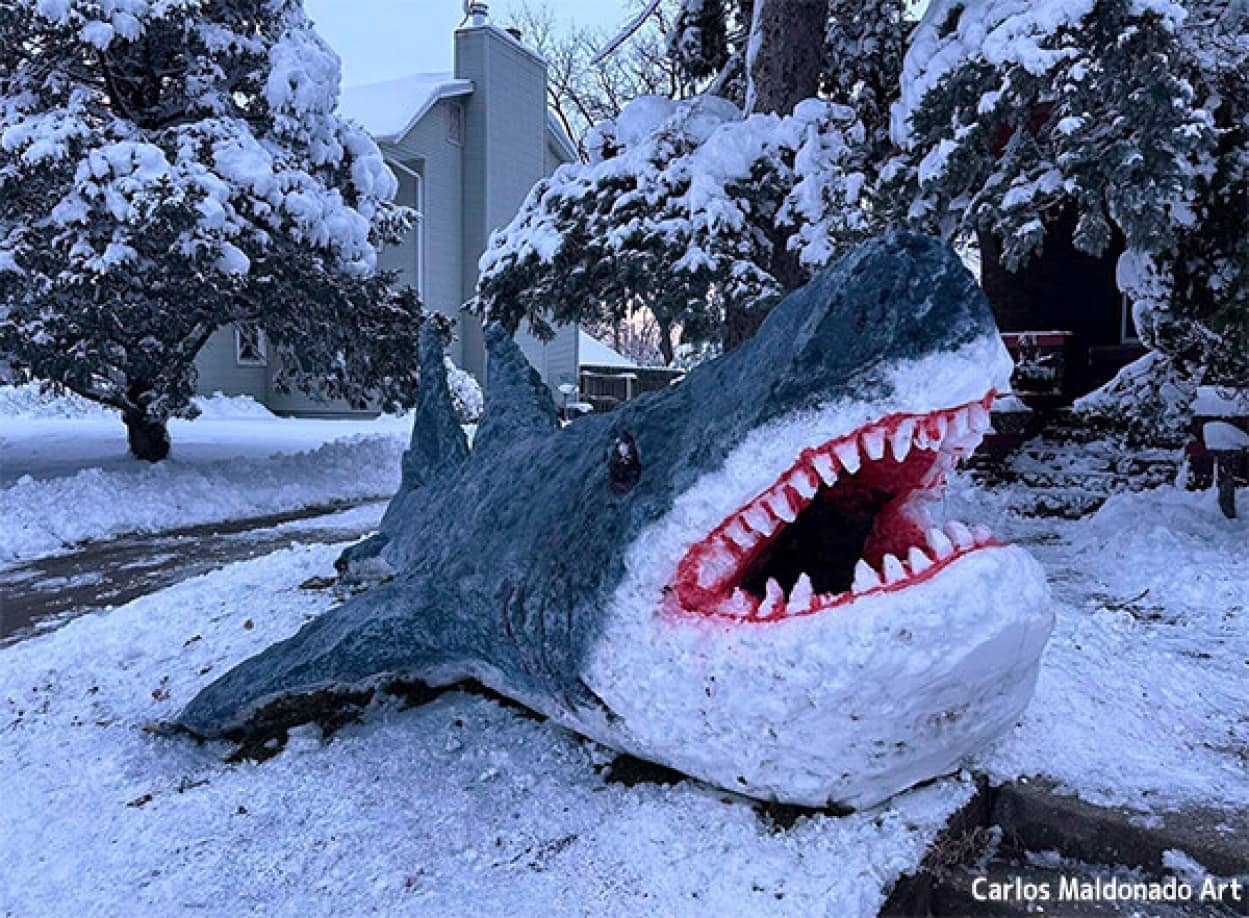 全長6mのホホジロザメの雪像を作り上げた親子