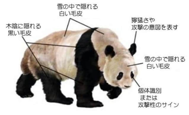 なんでパンダは白黒なの その理由は笹にあった 米研究 カラパイア