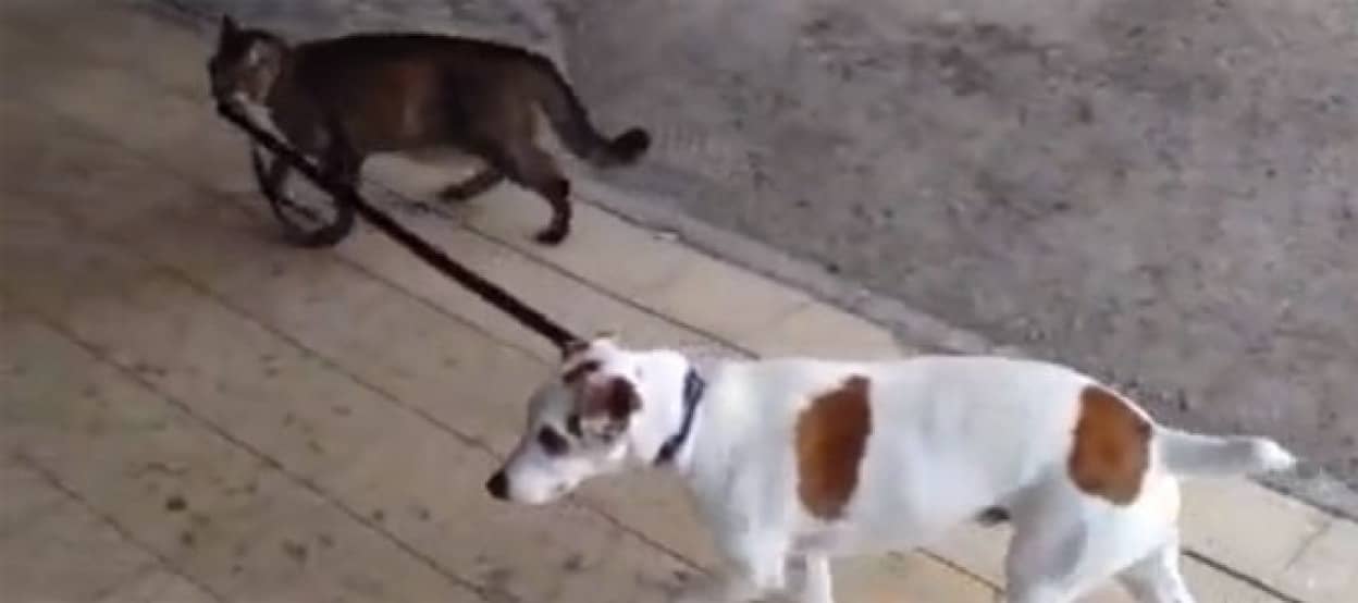 犬の散歩はオレの仕事 リードを咥え犬を誘導する猫 カラパイア 犬の散歩はオレの仕事 リードを咥え犬を誘導する猫 カラパイア