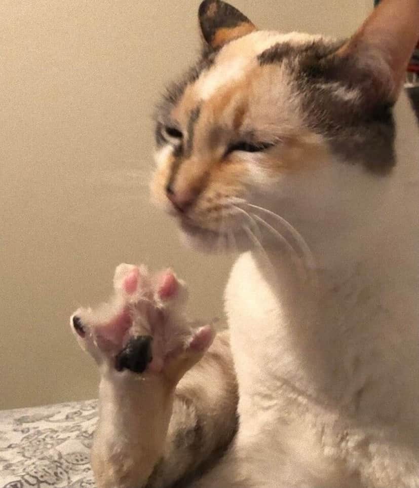 ぷにぷにしたい人は挙手 にゃんこの可愛い肉球を満喫できる写真を集めてみた カラパイア ぷにぷにしたい人は挙手 にゃんこの可愛い肉球を満喫できる写真を集めてみた カラパイア
