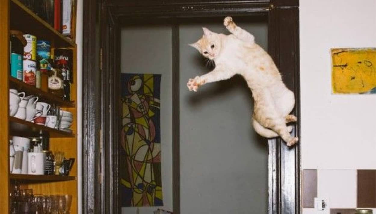 宙に舞うその姿が美しすぎて怪しすぎて 猫たちがジャンプするその瞬間をとらえたジャンピング猫画像集 カラパイア 宙に舞うその姿が美しすぎて怪しすぎて 猫たちがジャンプするその瞬間をとらえたジャンピング猫画像集 カラパイア
