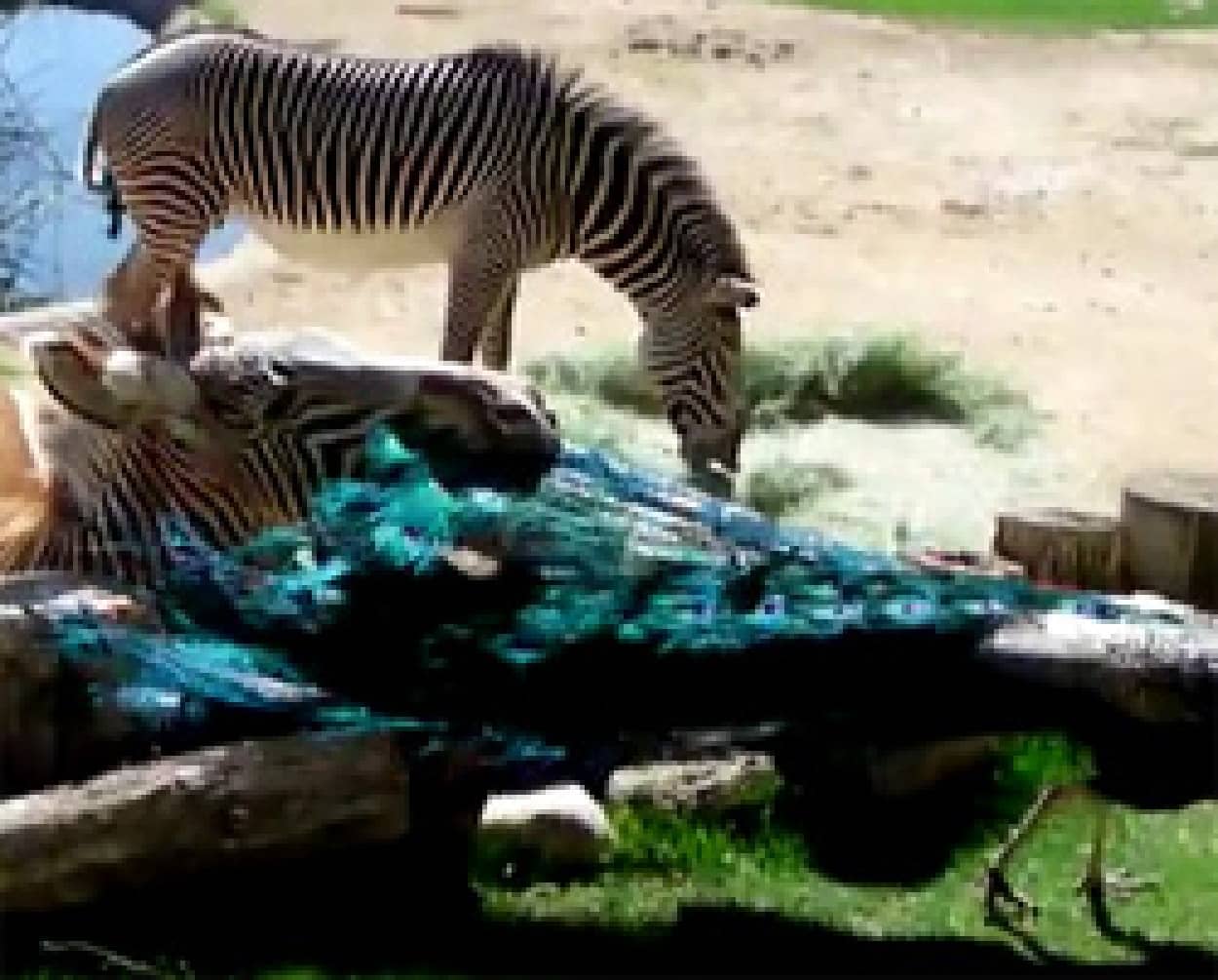 シマウマさん ボクは葉っぱじゃないよう シマウマに襲われるクジャク カラパイア