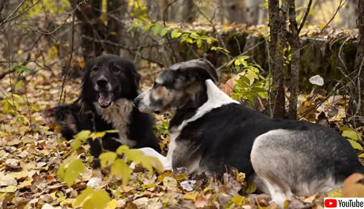 チェルノブイリで野良犬として暮らす犬たちの研究