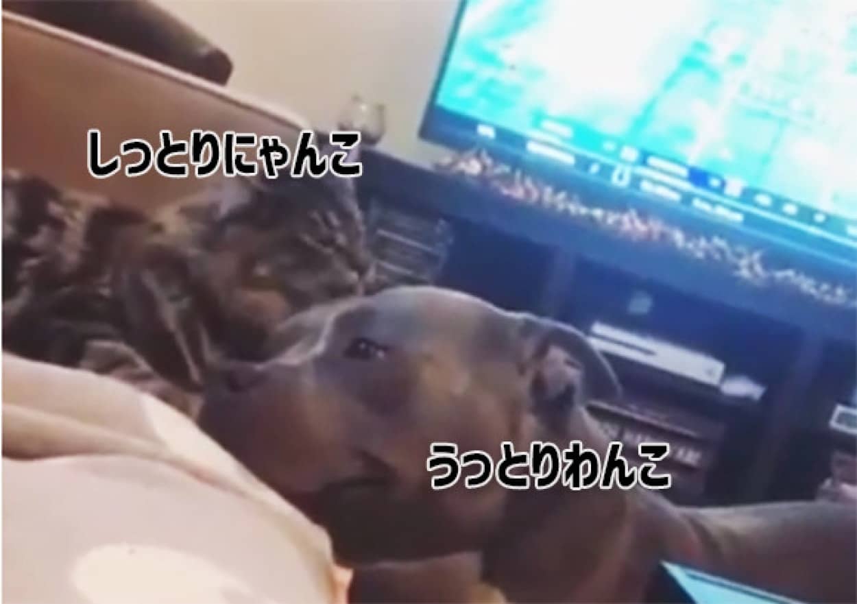 うっとりするほどラブリー 猫に毛づくろいをされ うれしくて尻尾のフリが止まらない犬 カラパイア うっとりするほどラブリー 猫に毛づくろいをされ うれしくて尻尾のフリが止まらない犬 カラパイア
