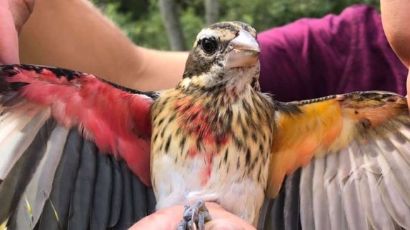 右がオスで左がメス。雌雄モザイクの珍しい鳥が発見される（アメリカ）