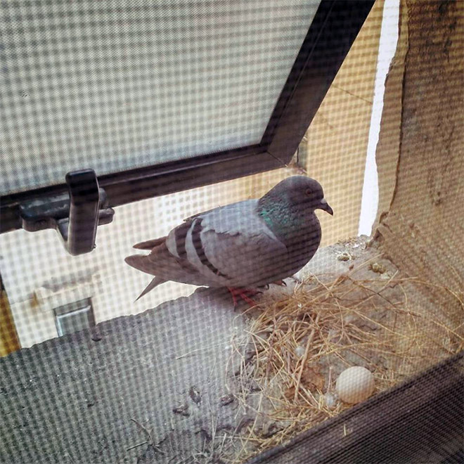 とりあえず産めればいいのか 鳩の雑すぎる巣作り事例 カラパイア