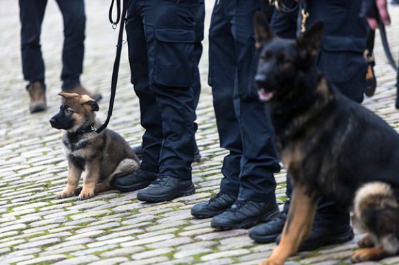 アレルギー 賠償 大学 警察 犬 靴 つらい 要求 司教