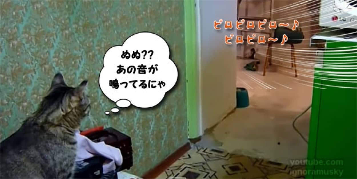 鳴ってる鳴ってる 携帯電話の着信音を聞くと取ってきてくれるかしこい猫 カラパイア 鳴ってる鳴ってる 携帯電話の着信音を聞くと取ってきてくれるかしこい猫 カラパイア