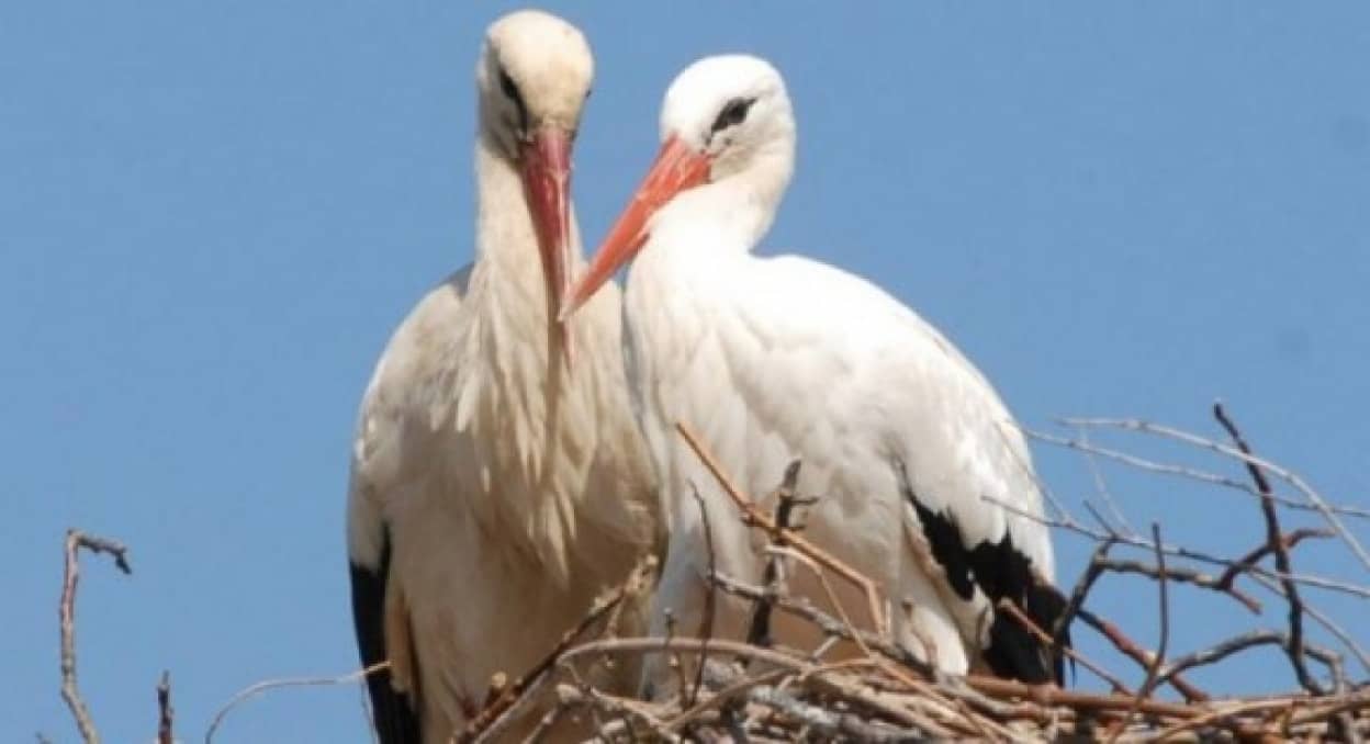 毎年14 000kmの距離を飛んで会いに来る 飛べない彼女への愛を貫き16年 コウノトリカップルの純愛物語 カラパイア