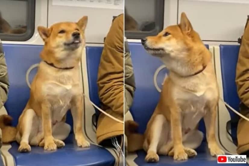 地下鉄の中の柴犬 お兄さん ボクを見て と 隣に座った男性と見つめ合ったら何かが通じ合ったようだ カラパイア 地下鉄の中の柴犬 お兄さん ボクを見て と 隣に座った男性と見つめ合ったら何かが通じ合ったようだ カラパイア