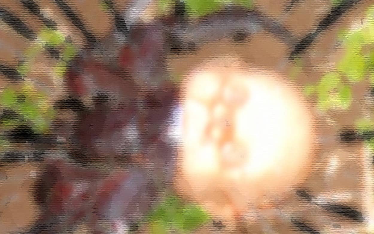 それはあかんて ヤドカリ ヤシガニ の暴挙 ぴったりな家を探した結果とんでもないホラーとなった カラパイア それはあかんて ヤドカリ ヤシガニ の暴挙 ぴったりな家を探した結果とんでもないホラーとなった カラパイア