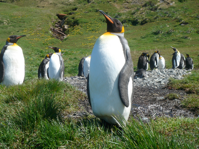 キングペンギンのコロニー