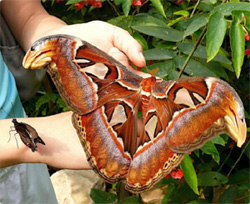 手のひらを軽く超える 日本最大の蛾 ヨナグニサン カラパイア