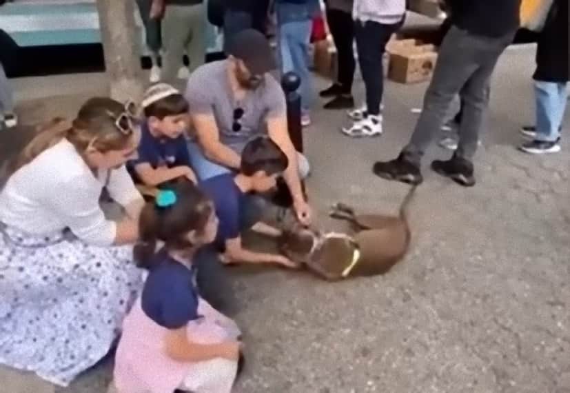 dog4_e0