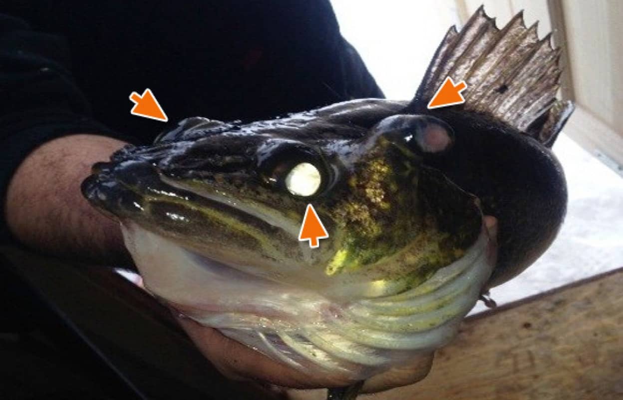 魚に邪気眼が 第三の目を持つ魚がカナダで釣り上げられる カラパイア 魚に邪気眼が 第三の目を持つ魚がカナダで釣り上げられる カラパイア