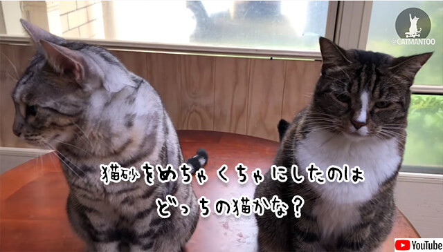 飼い主さんこいつです。猫砂を散らかしたのはどっち？に対する2匹の猫の反応