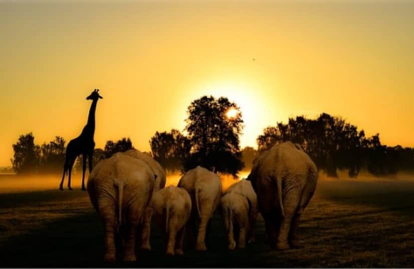 africa-3077635_640_e
