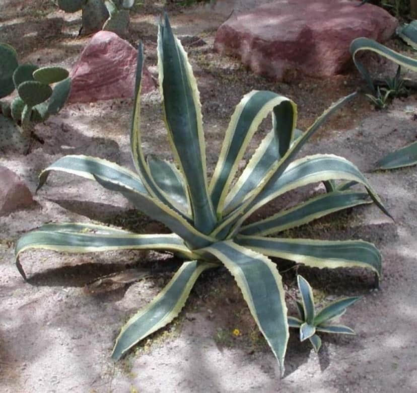 Agave_americana_a-m_e