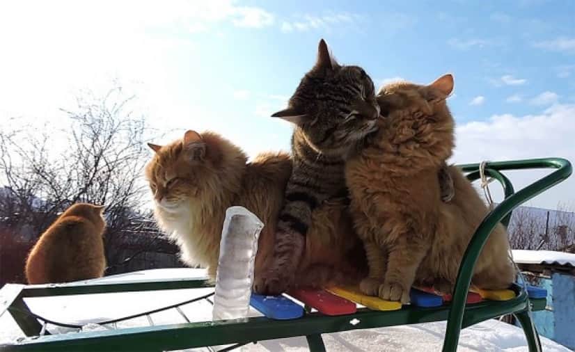 cat10_e