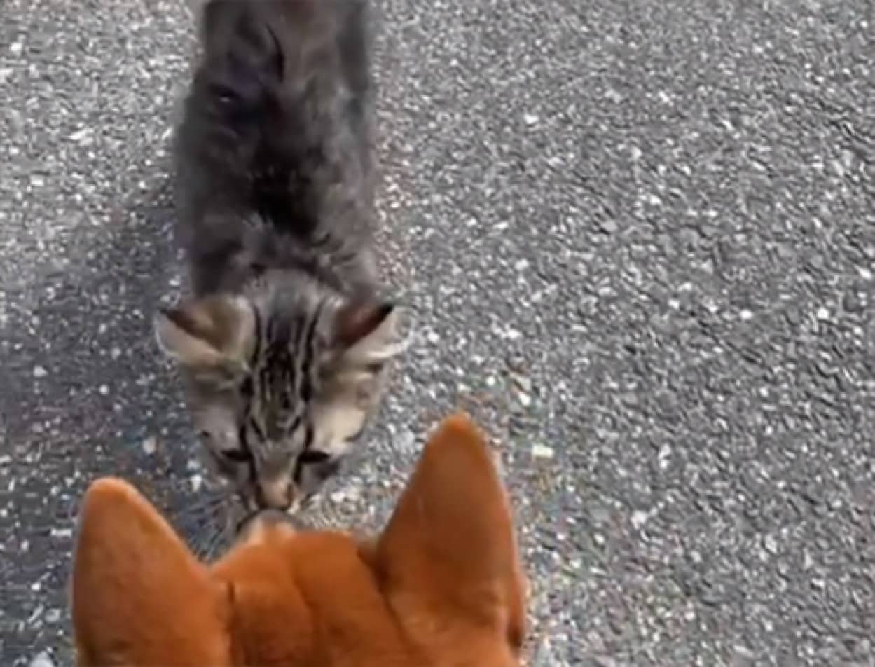 犬と散歩中 小さな毛玉がすり寄ってきた ペットに迎え入れたところすくすくと大成長 子猫はメインクーンだった カラパイア