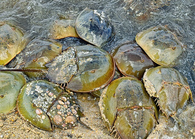 horseshoe-crabs-5239743_640