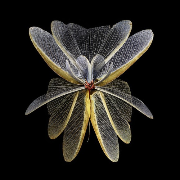無料ダウンロード羽根 虫 すべての魚の画像 無料ダウンロード羽根 虫 すべての魚の画像