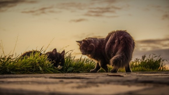 cats-3061372_640_e